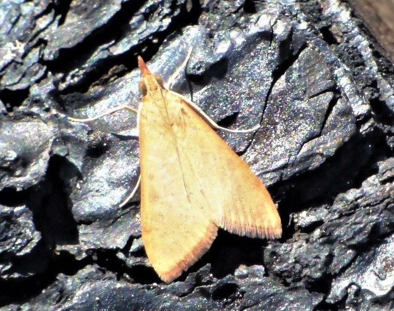 Identificazione falena - Udea sp., Crambidae